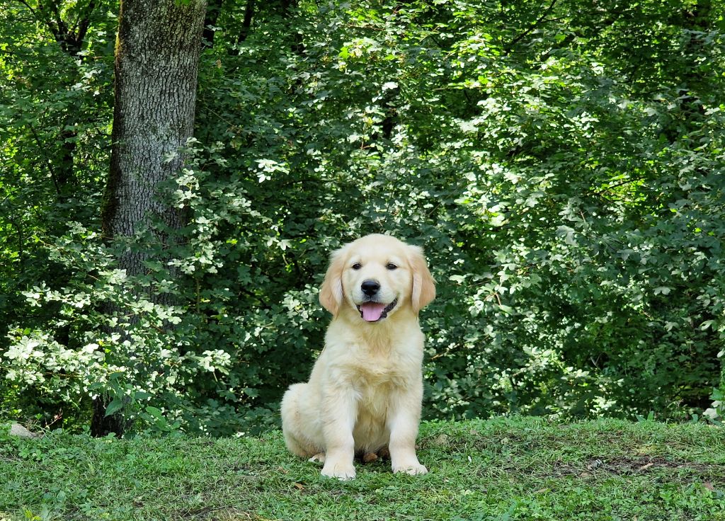 de la vallée de l empereur Chiot disponible Golden Retriever