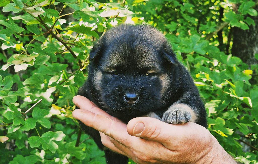 Elevage De La Vall E De L Empereur Eleveur De Chiens Eurasier