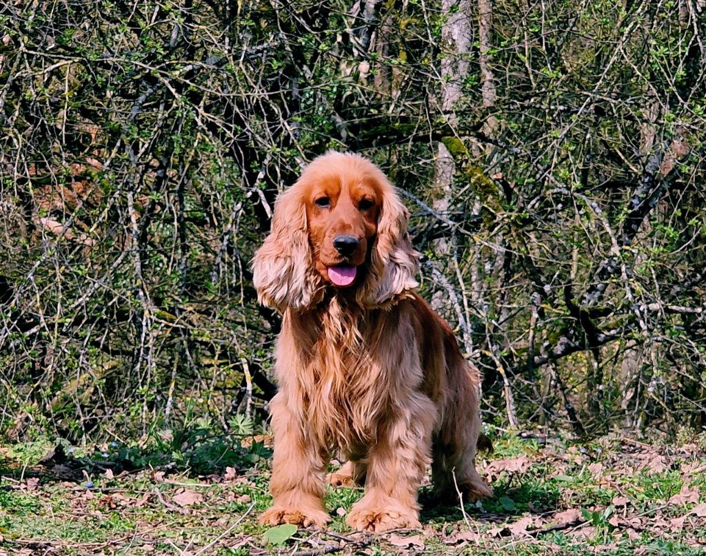 Les Cocker Spaniel Anglais de l'affixe de la vallée de l'empereur