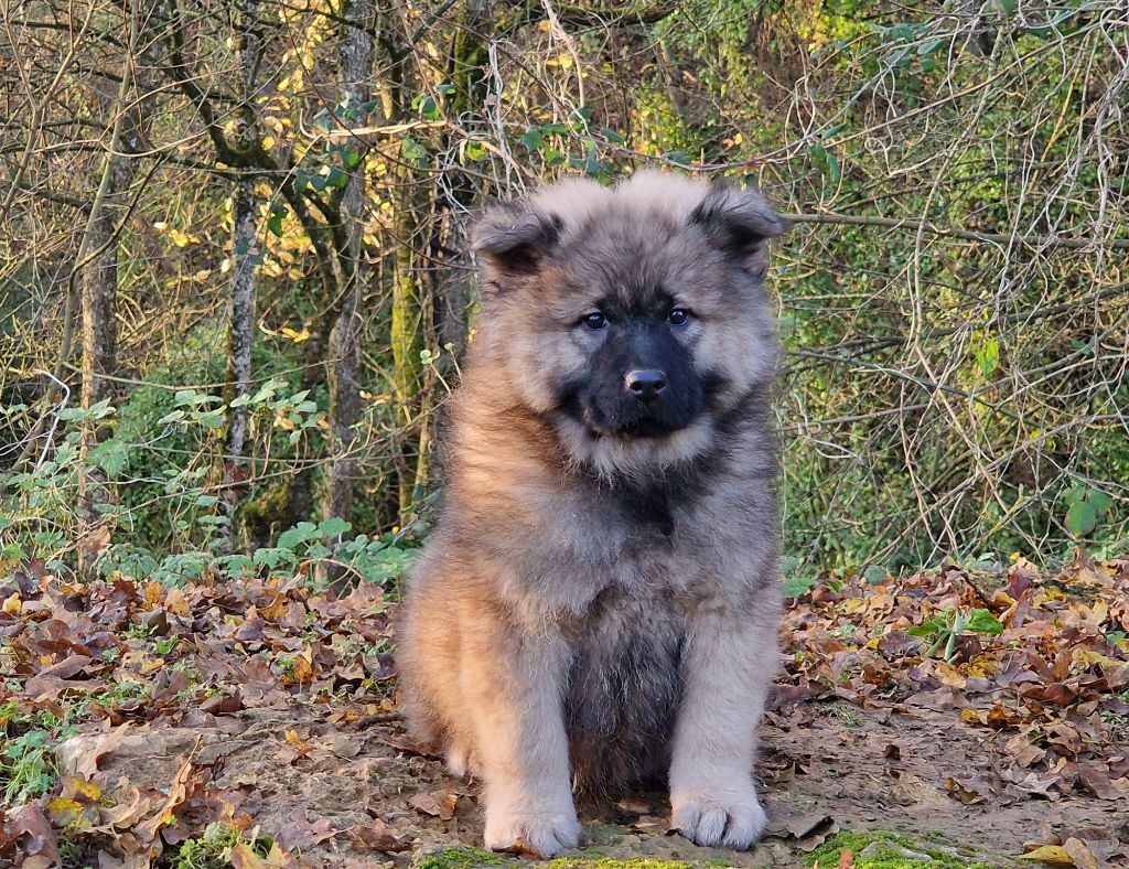 de la vallée de l'empereur - Chiot disponible  - Eurasier