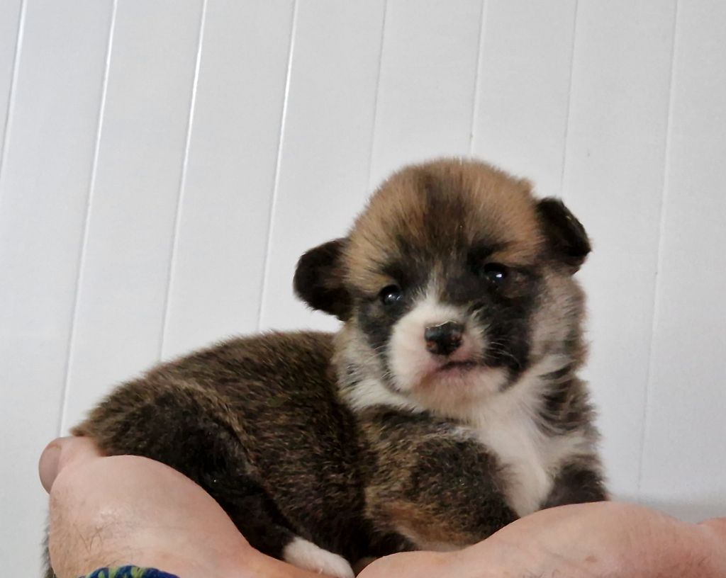 de la vallée de l'empereur - Chiot disponible  - Welsh Corgi Pembroke