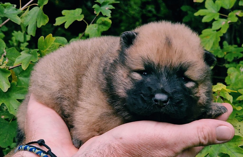 de la vallée de l'empereur - Chiot disponible  - Eurasier