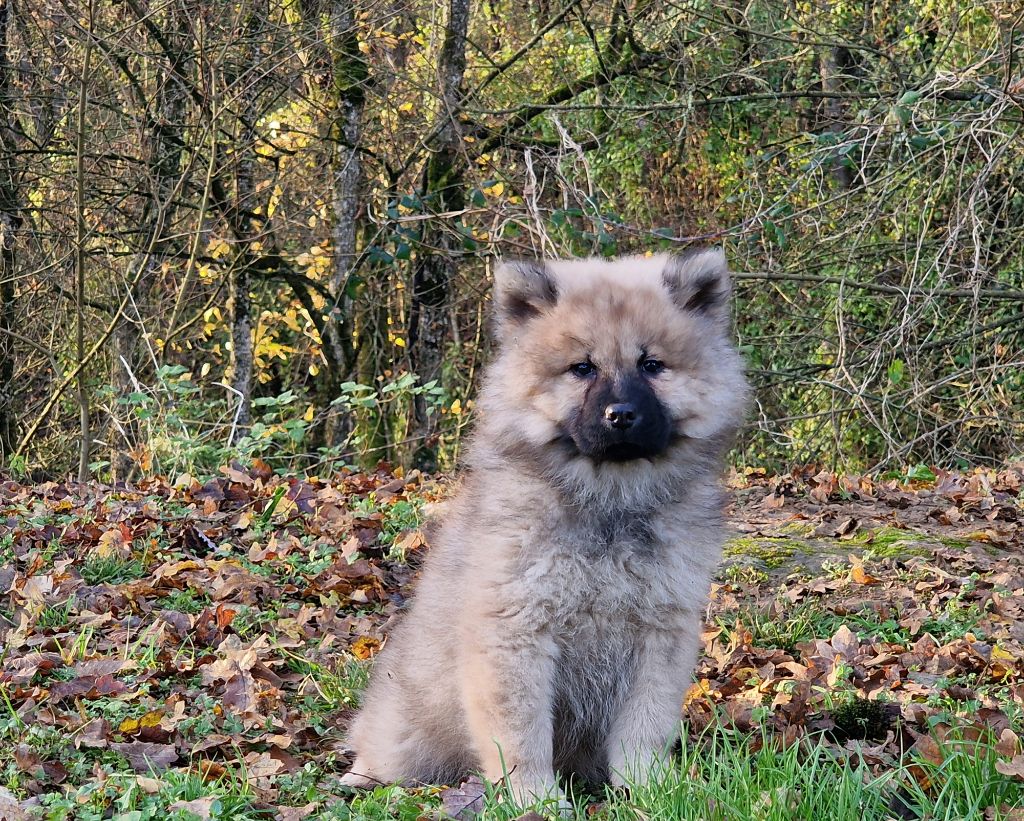 de la vallée de l'empereur - Chiot disponible  - Eurasier