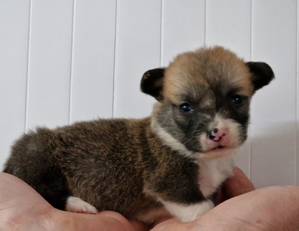 de la vallée de l'empereur - Chiot disponible  - Welsh Corgi Pembroke