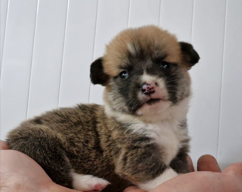 de la vallée de l'empereur - Chiot disponible  - Welsh Corgi Pembroke