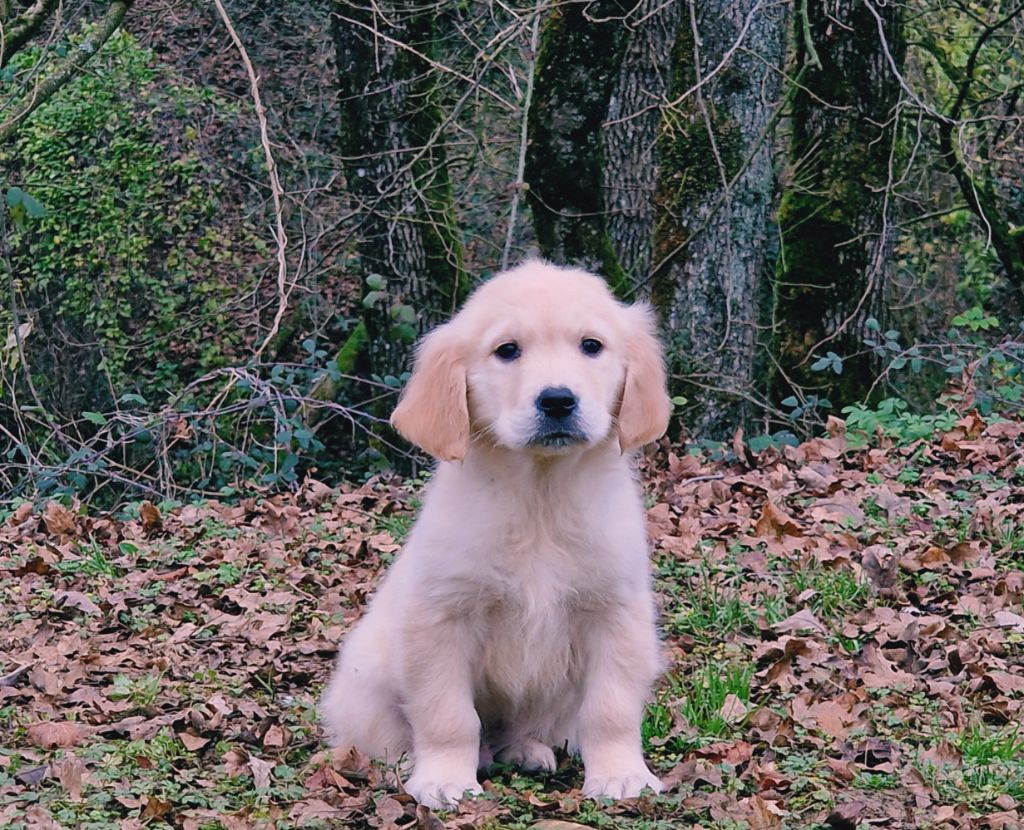 de la vallée de l'empereur - Chiot disponible  - Golden Retriever