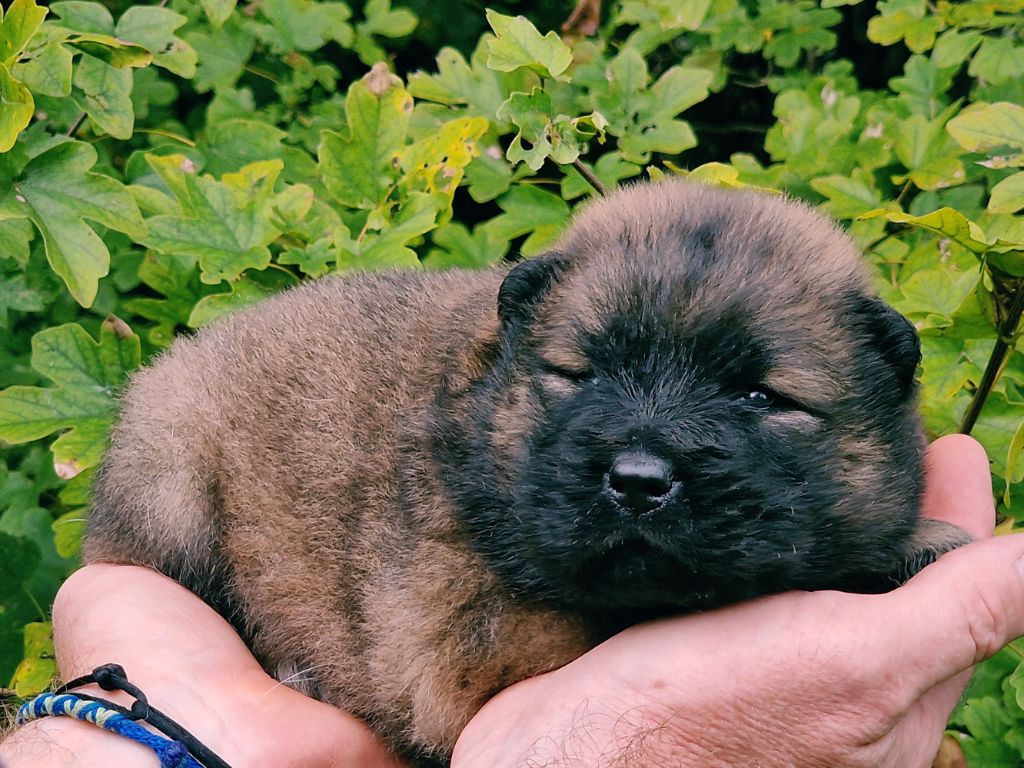 de la vallée de l'empereur - Chiot disponible  - Eurasier