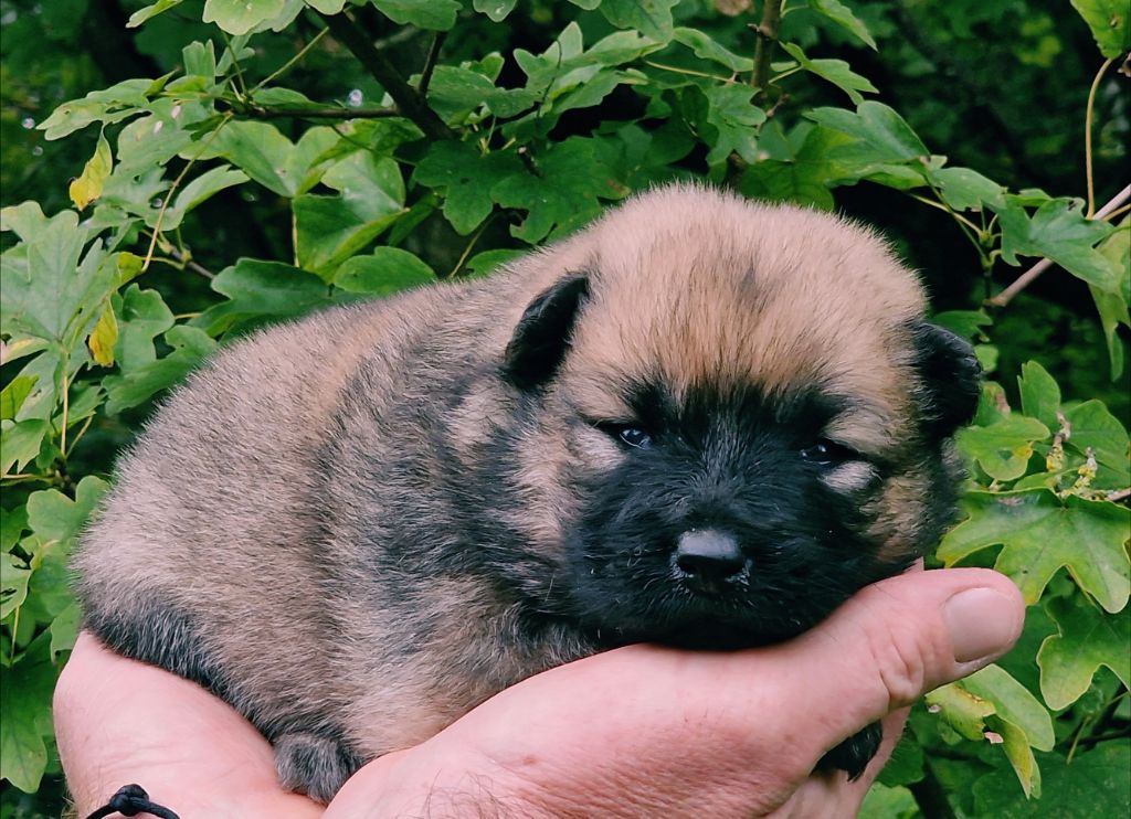 de la vallée de l'empereur - Chiot disponible  - Eurasier