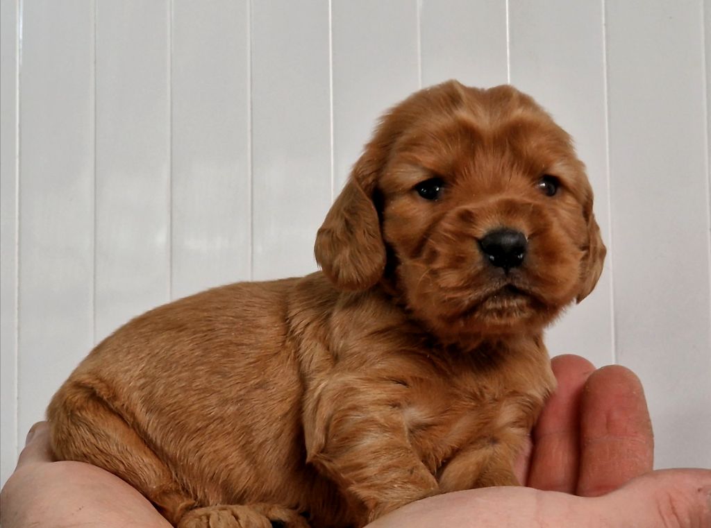 de la vallée de l'empereur - Chiot disponible  - Cocker Spaniel Anglais