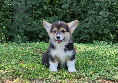 de la vallée de l'empereur - Welsh Corgi Pembroke - Portée née le 22/06/2023