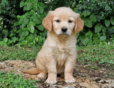 CHIOT parents testés 