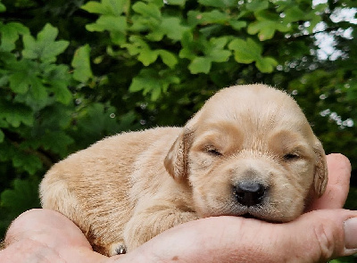 de la vallée de l'empereur - Golden Retriever - Portée née le 24/06/2024