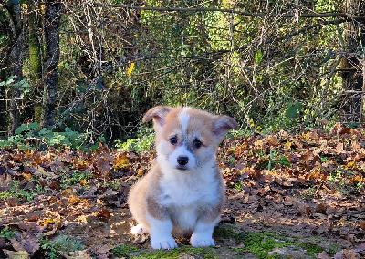 de la vallée de l'empereur - Welsh Corgi Pembroke - Portée née le 15/10/2024