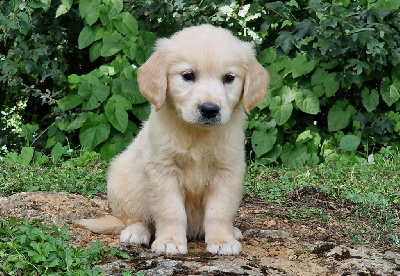 CHIOT parents testés 