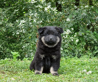 de la vallée de l'empereur - Eurasier - Portée née le 19/06/2023