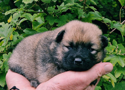 de la vallée de l'empereur - Eurasier - Portée née le 05/10/2024