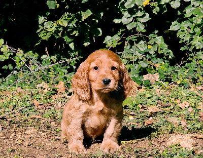 de la vallée de l'empereur - Cocker Spaniel Anglais - Portée née le 17/08/2024