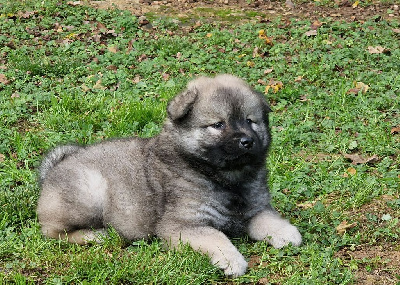 de la vallée de l'empereur - Eurasier - Portée née le 26/09/2024