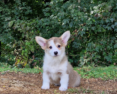 de la vallée de l'empereur - Welsh Corgi Pembroke - Portée née le 04/07/2024