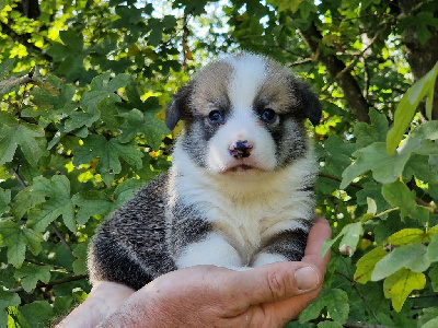 de la vallée de l'empereur - Welsh Corgi Pembroke - Portée née le 23/09/2023