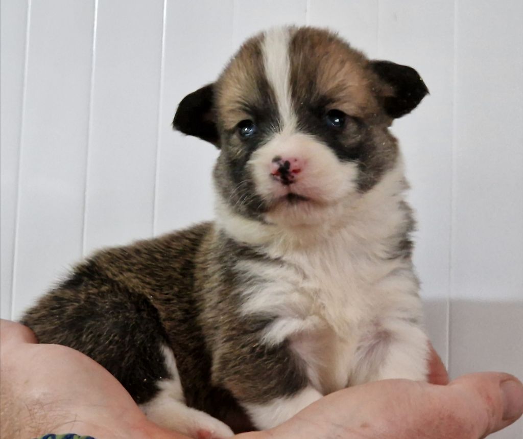 de la vallée de l'empereur - Chiot disponible  - Welsh Corgi Pembroke