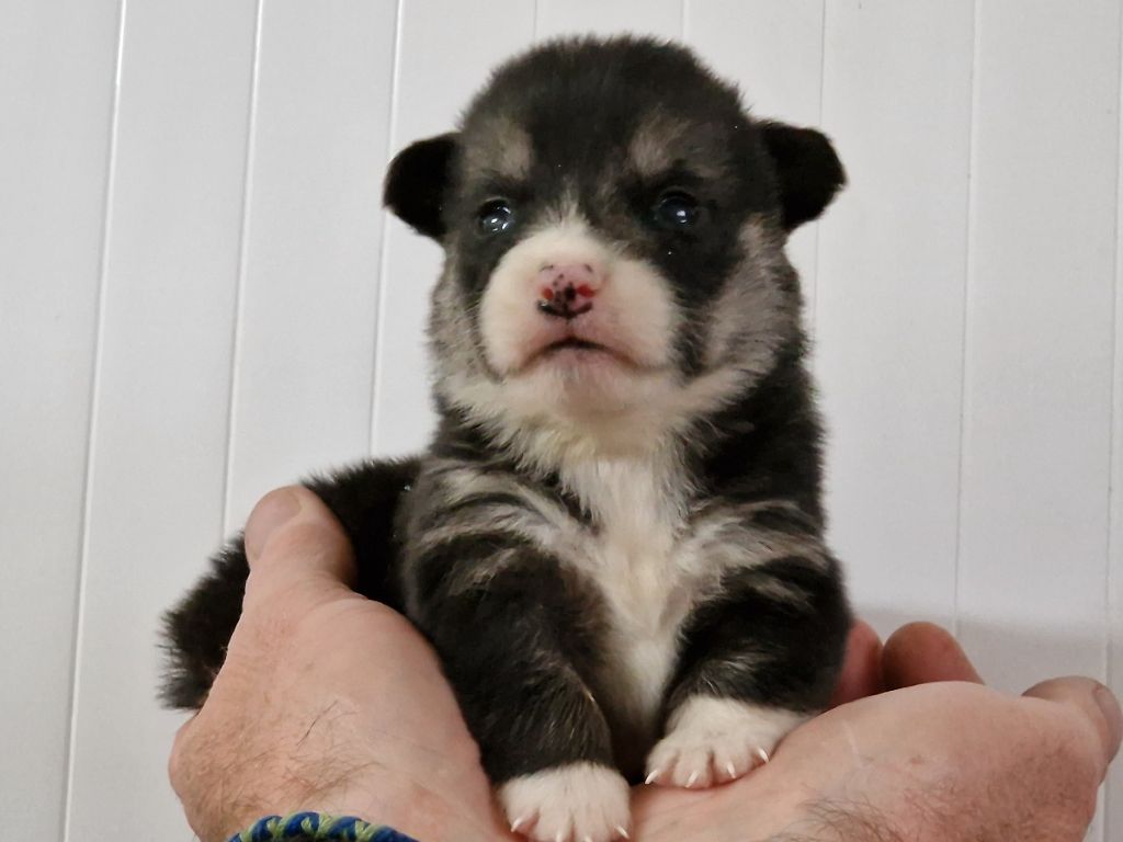 de la vallée de l'empereur - Chiot disponible  - Welsh Corgi Pembroke