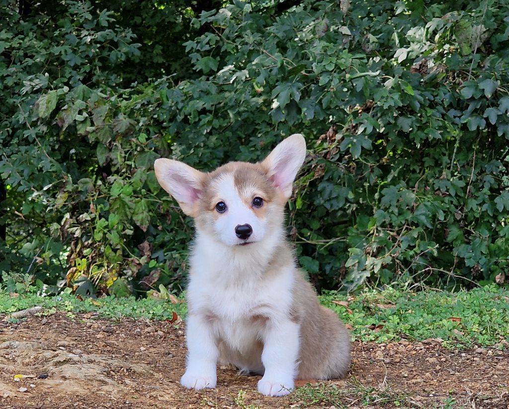 de la vallée de l'empereur - Chiot disponible  - Welsh Corgi Pembroke