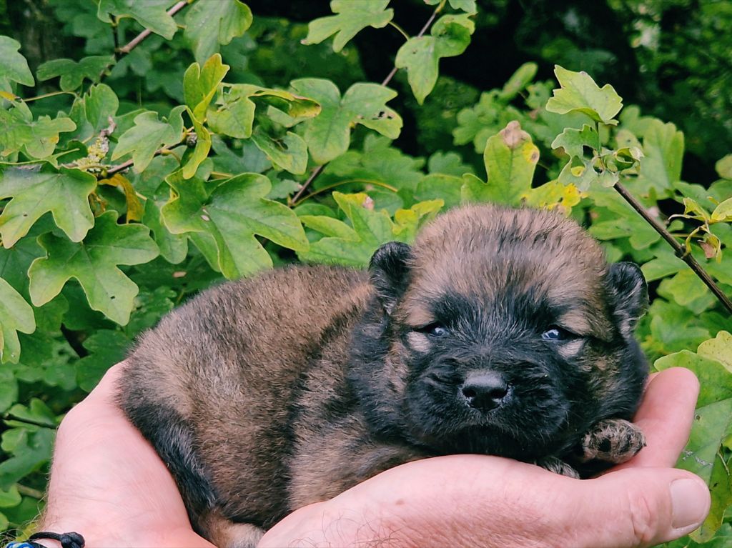 de la vallée de l'empereur - Chiot disponible  - Eurasier