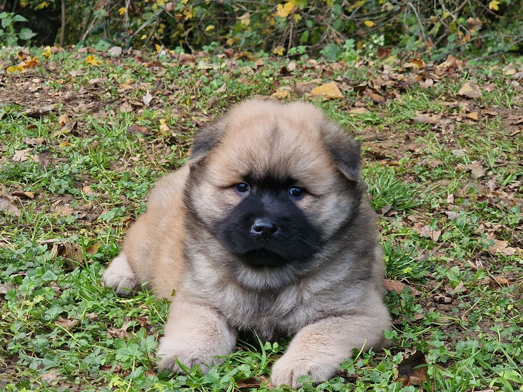 de la vallée de l'empereur - Chiot disponible  - Eurasier