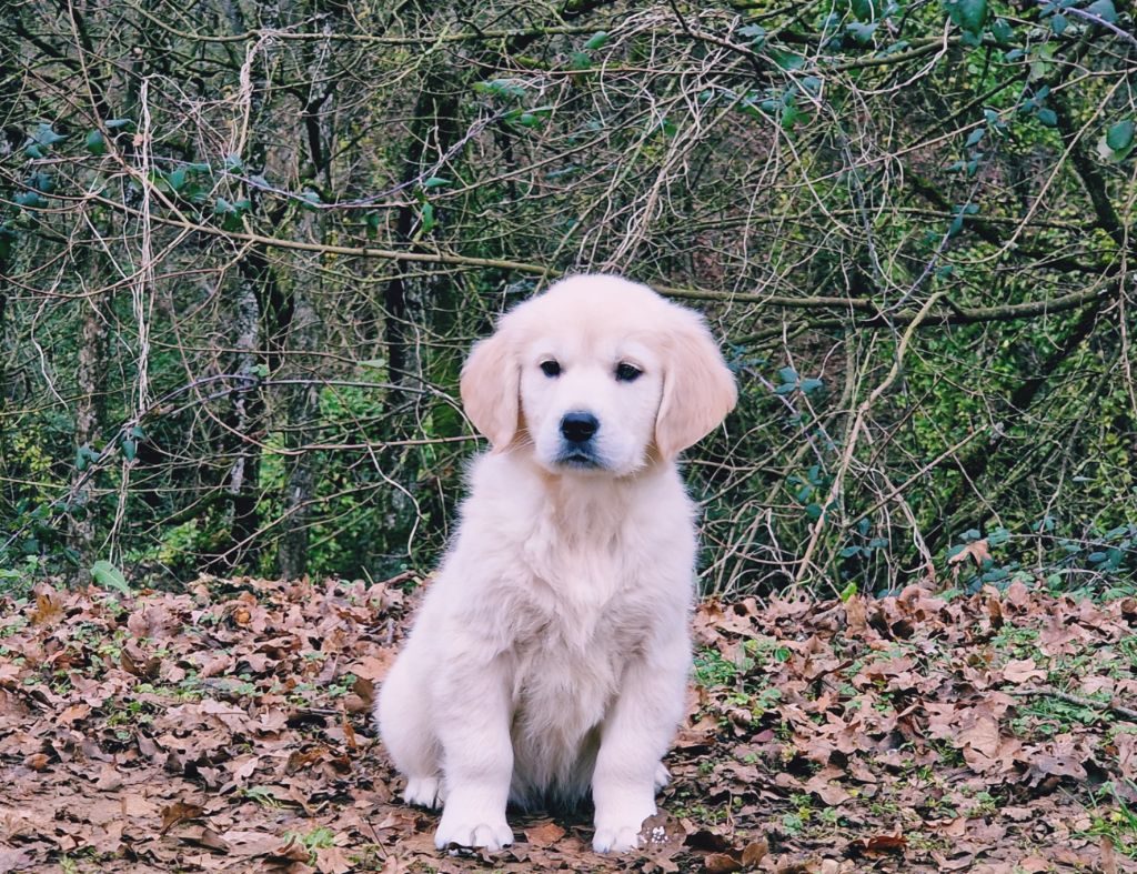 de la vallée de l'empereur - Chiot disponible  - Golden Retriever