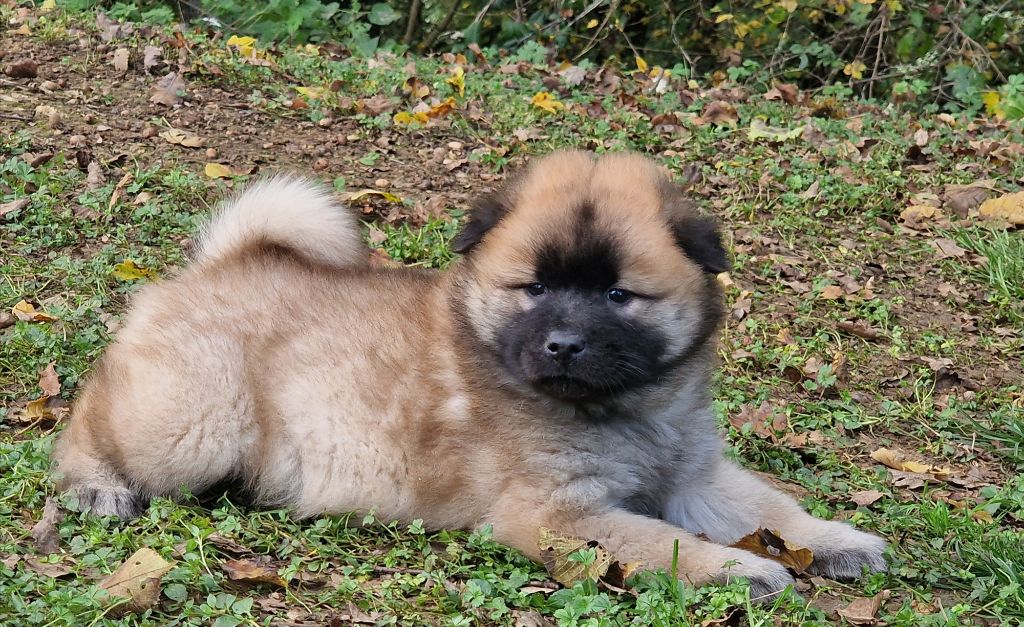 de la vallée de l'empereur - Chiot disponible  - Eurasier