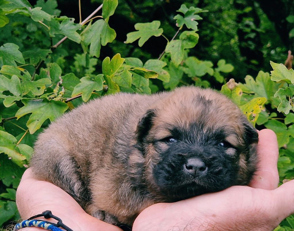 de la vallée de l'empereur - Chiot disponible  - Eurasier