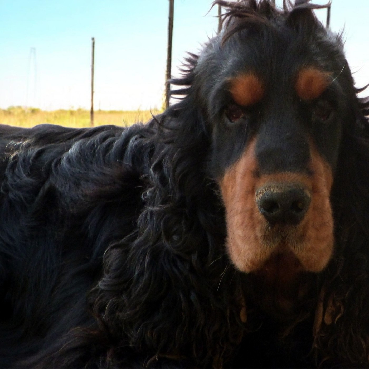 Thor De sandie landes