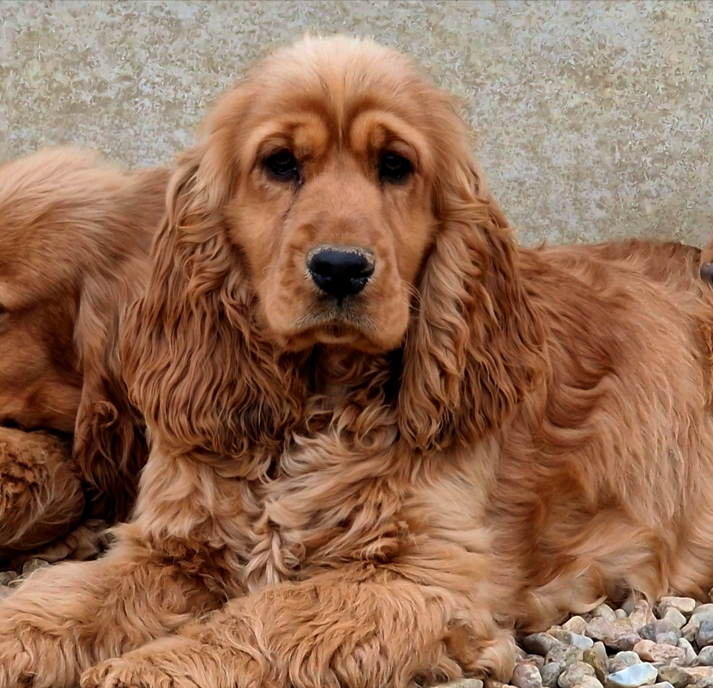 Automne de la vallée de l'empereur