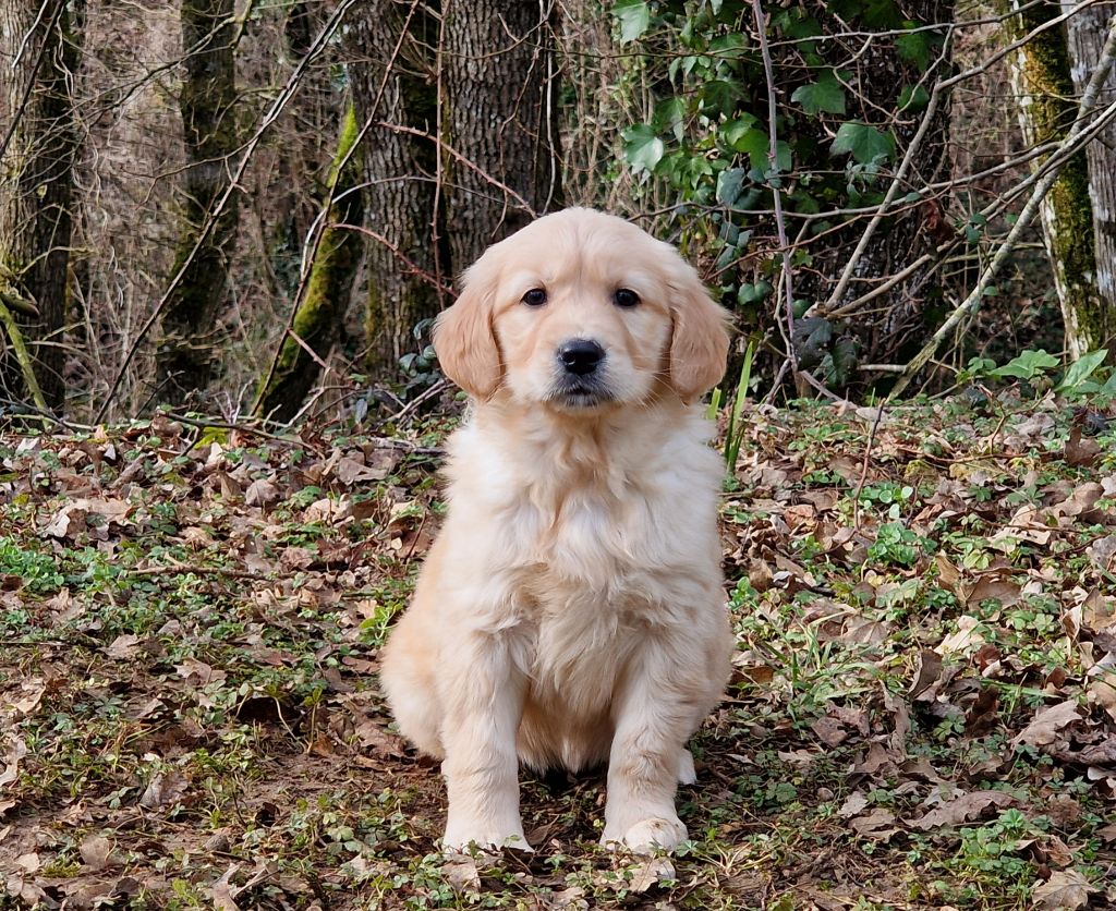 de la vallée de l'empereur - Chiots disponibles - Golden Retriever