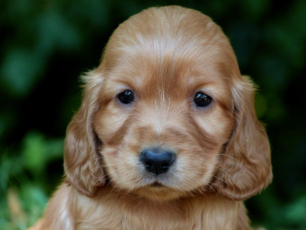 de la vallée de l'empereur - Chiots disponibles - Cocker Spaniel Anglais