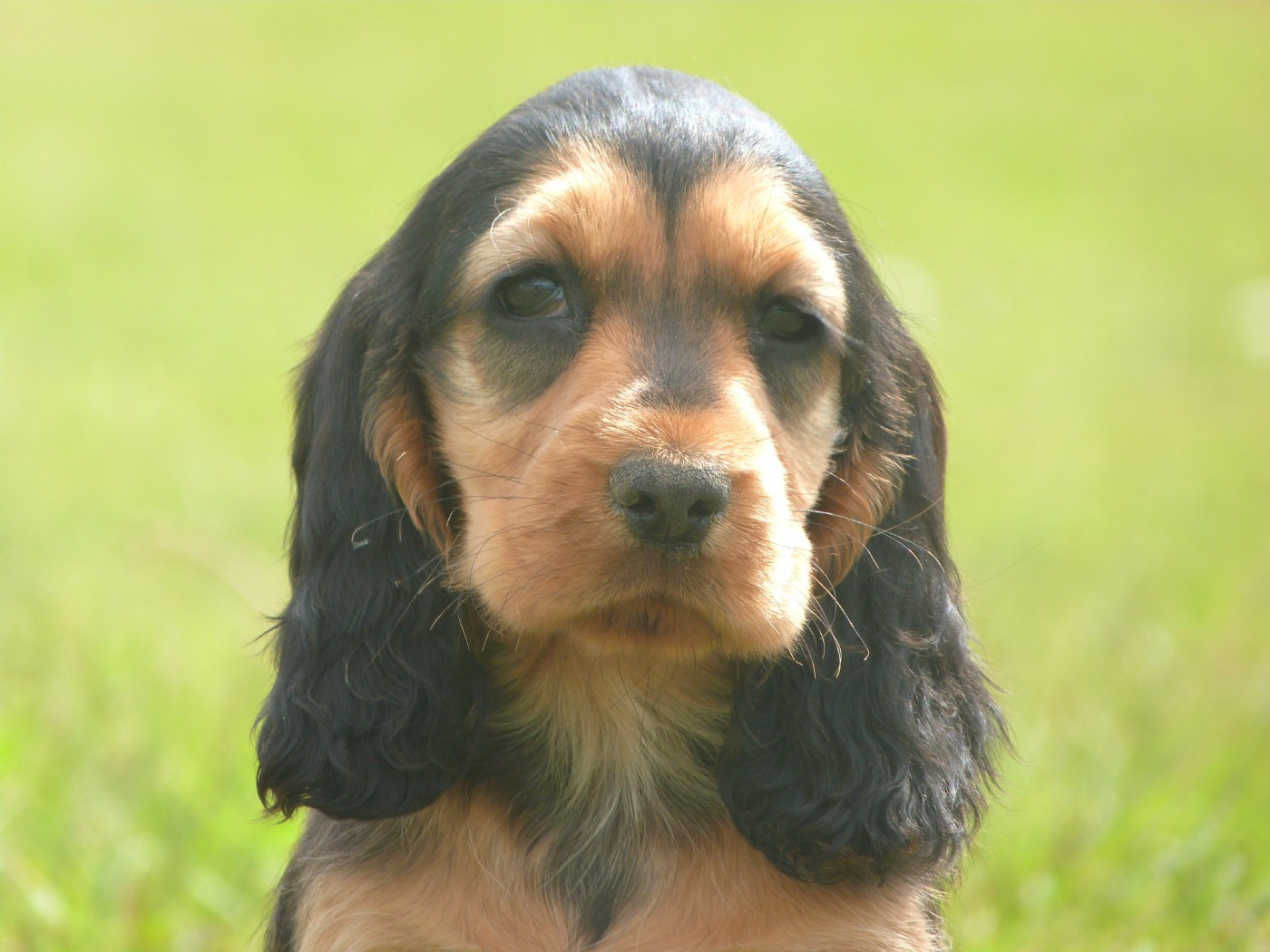 de la vallée de l'empereur - Chiots disponibles - Cocker Spaniel Anglais