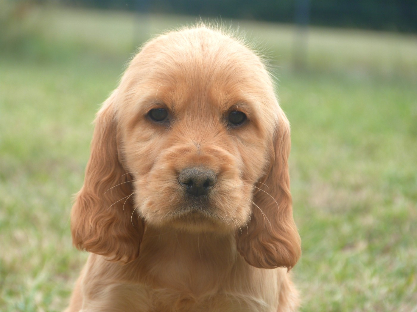 de la vallée de l'empereur - Chiots disponibles - Cocker Spaniel Anglais