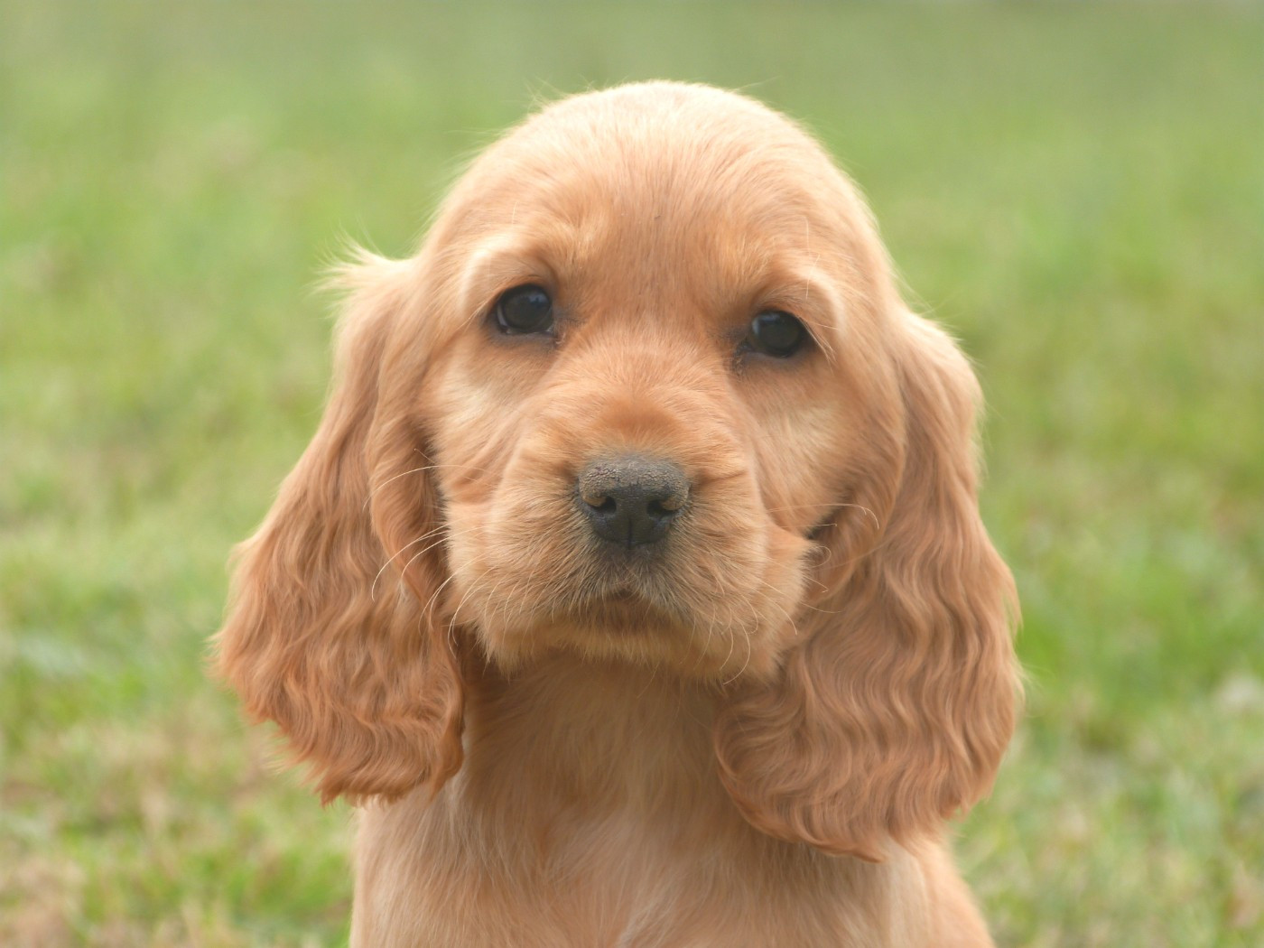 de la vallée de l'empereur - Chiots disponibles - Cocker Spaniel Anglais