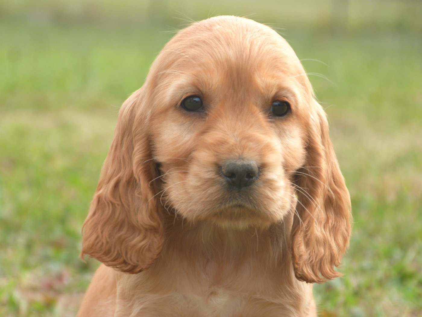 de la vallée de l'empereur - Chiots disponibles - Cocker Spaniel Anglais
