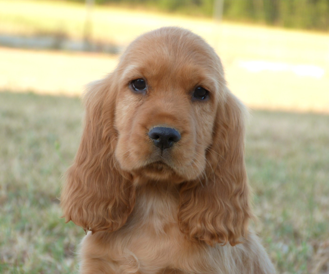 de la vallée de l'empereur - Chiots disponibles - Cocker Spaniel Anglais