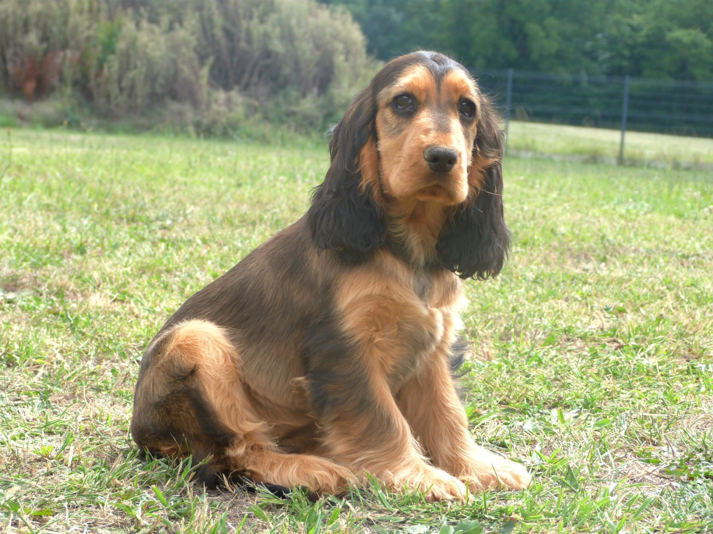 de la vallée de l'empereur - Chiots disponibles - Cocker Spaniel Anglais
