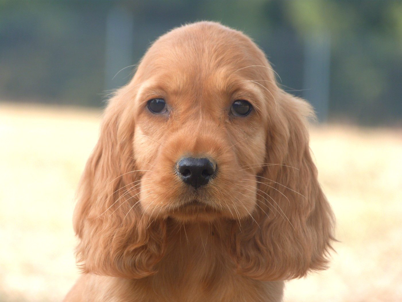 de la vallée de l'empereur - Chiots disponibles - Cocker Spaniel Anglais