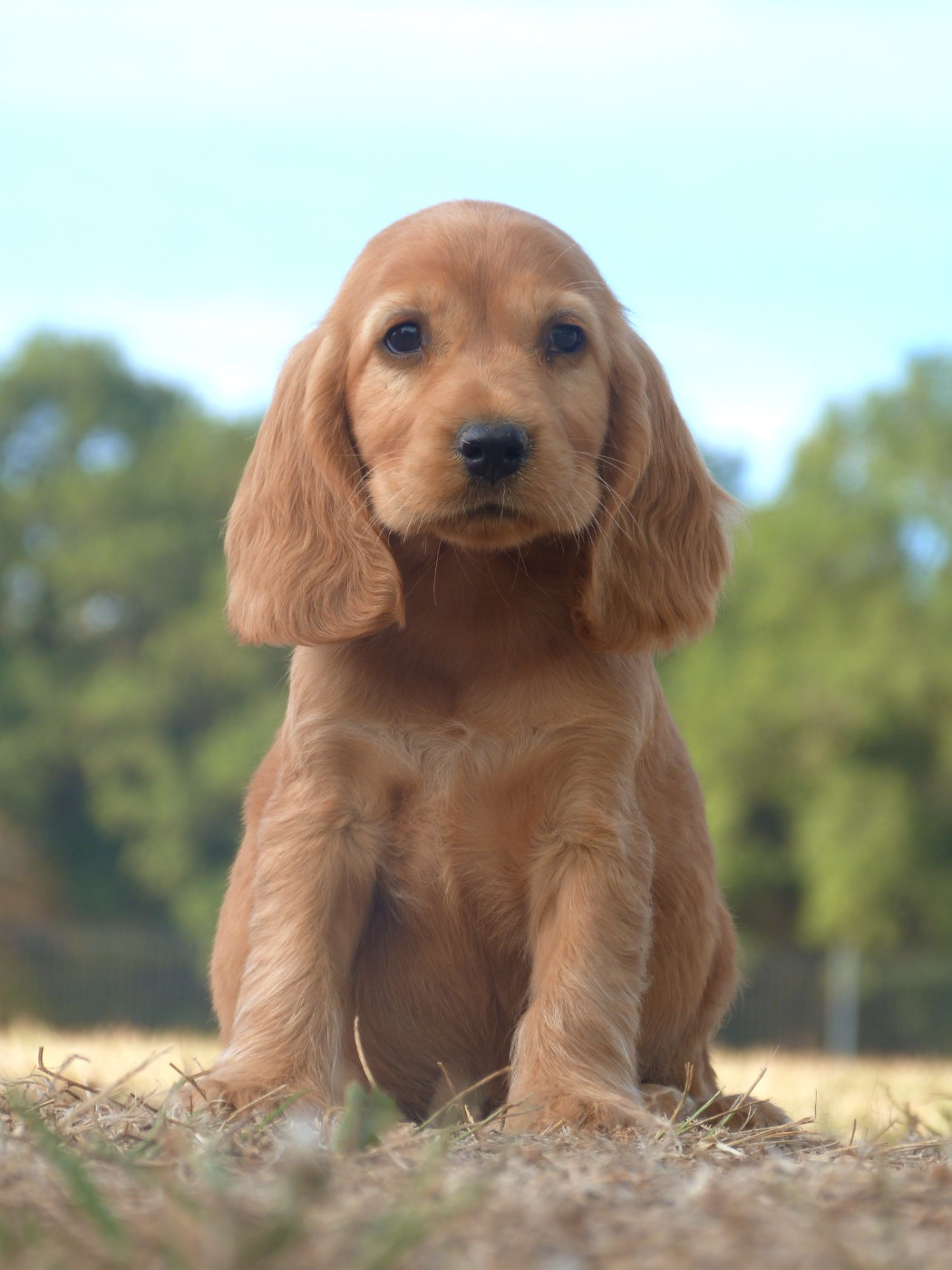 de la vallée de l'empereur - Chiots disponibles - Cocker Spaniel Anglais