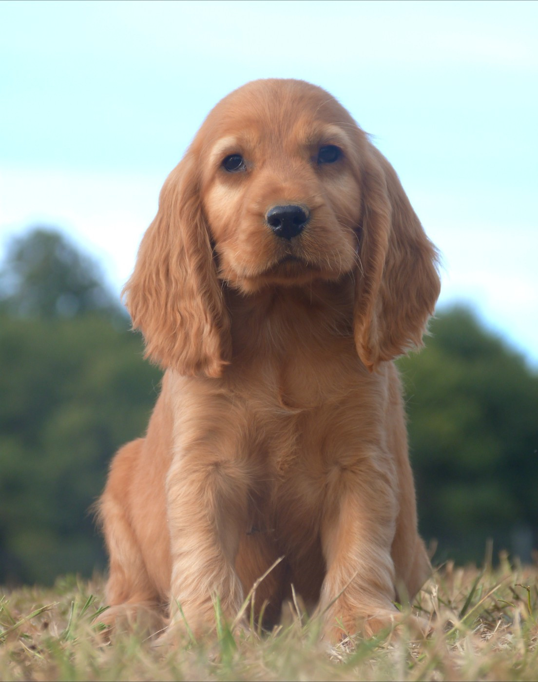 de la vallée de l'empereur - Chiots disponibles - Cocker Spaniel Anglais
