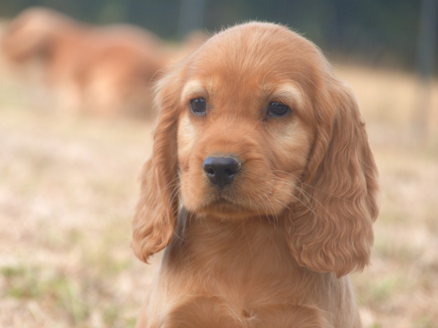 de la vallée de l'empereur - Chiots disponibles - Cocker Spaniel Anglais