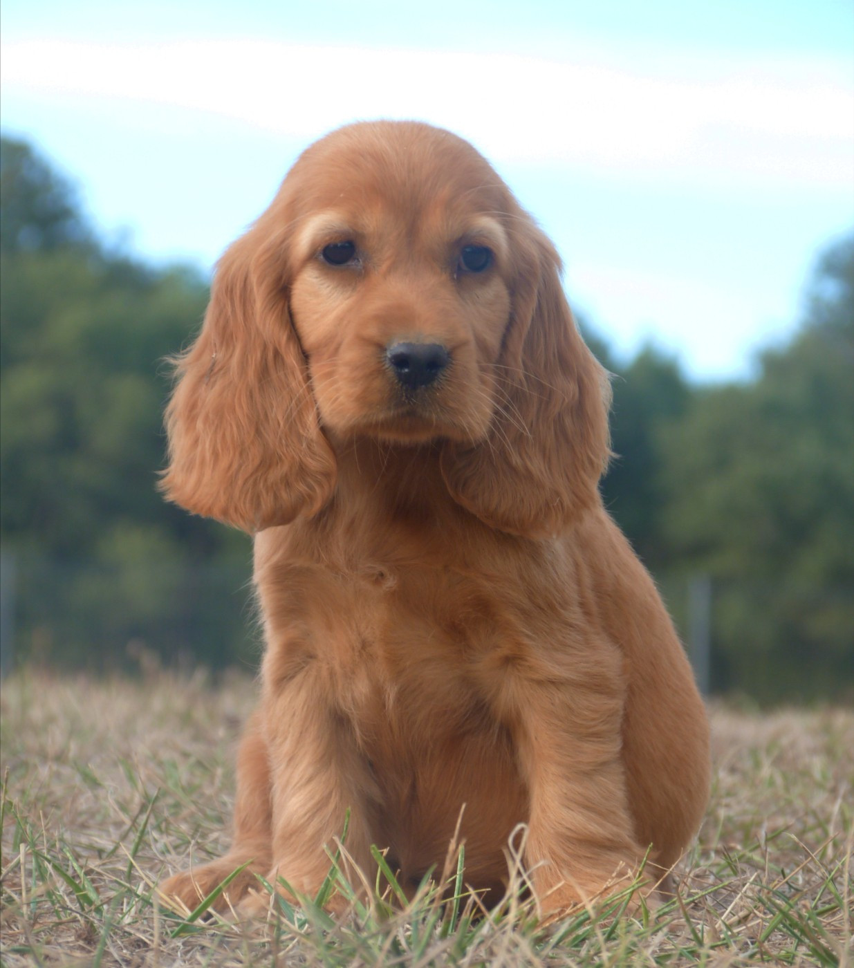 de la vallée de l'empereur - Chiots disponibles - Cocker Spaniel Anglais