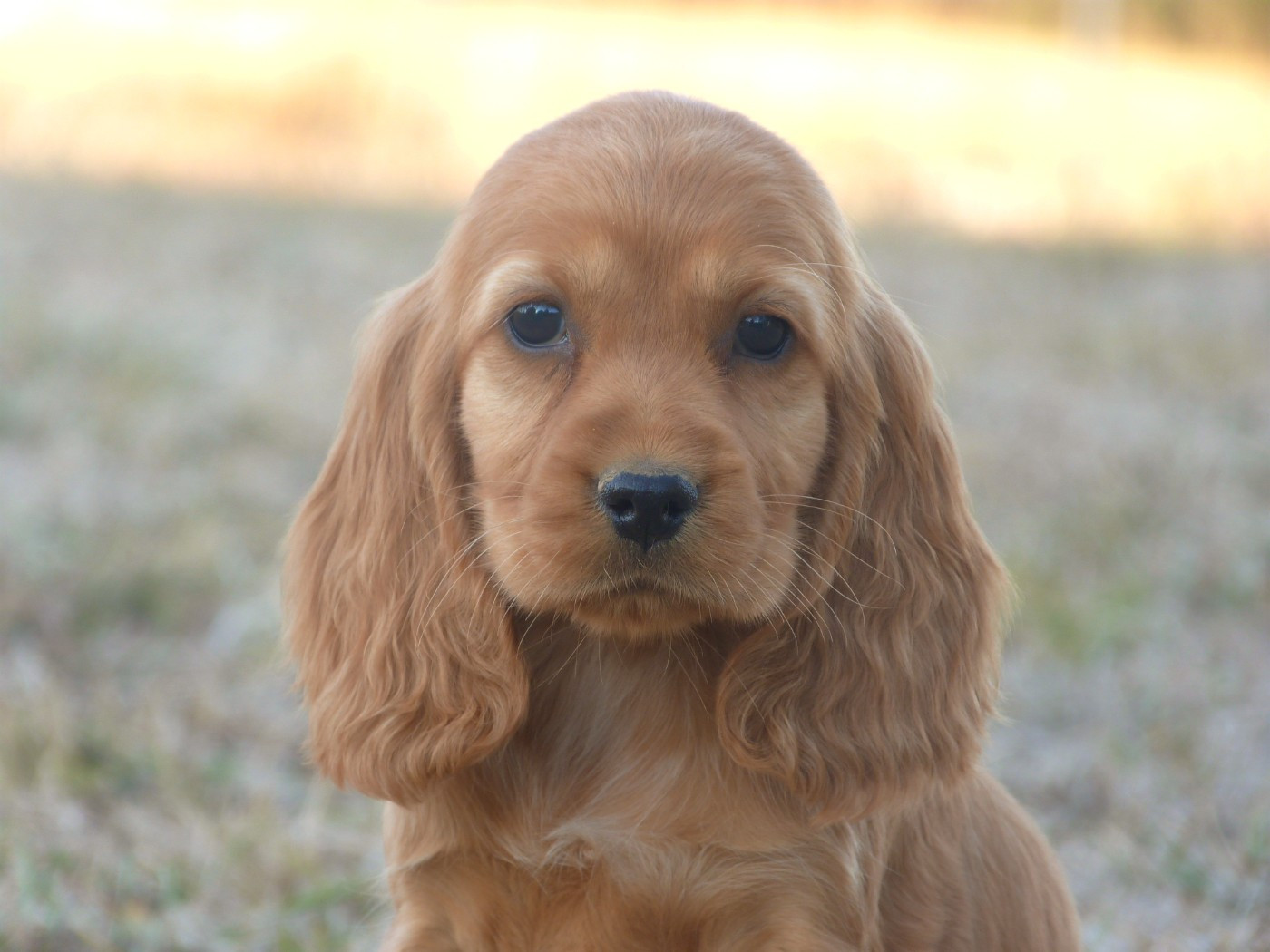 de la vallée de l'empereur - Chiots disponibles - Cocker Spaniel Anglais