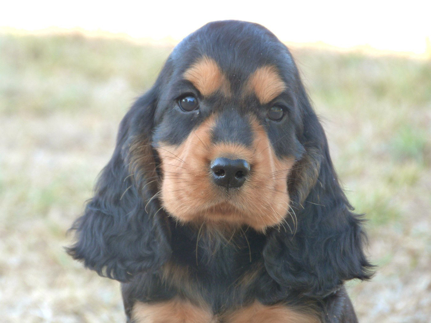 de la vallée de l'empereur - Chiots disponibles - Cocker Spaniel Anglais