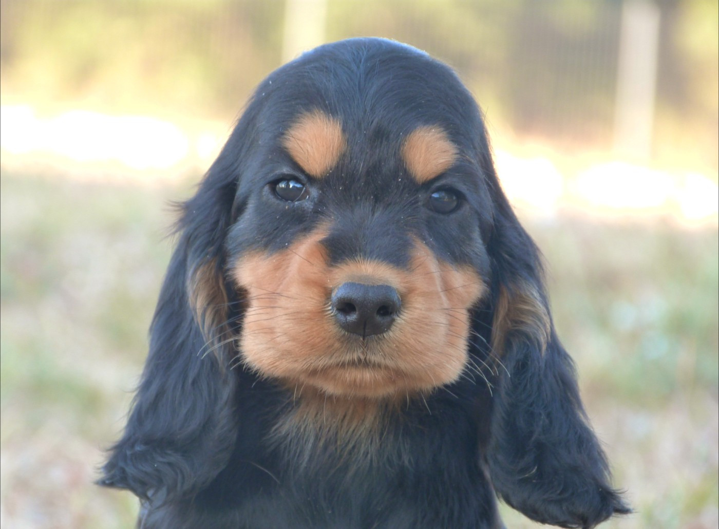 de la vallée de l'empereur - Chiots disponibles - Cocker Spaniel Anglais